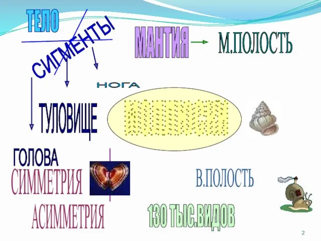 МОЛЛЮСКИ СИГМЕНТЫ В.ПОЛОСТЬ МАНТИЯ М.ПОЛОСТЬ ТЕЛО ГОЛОВА ТУЛОВИЩЕ НОГА 130 ТЫС.ВИДОВ СИММЕТРИЯ АСИММЕТРИЯ