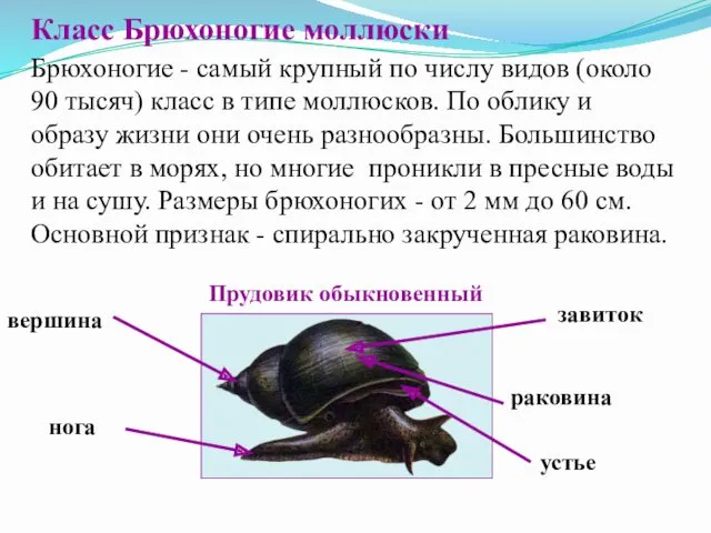 Класс Брюхоногие моллюски Брюхоногие - самый крупный по числу видов