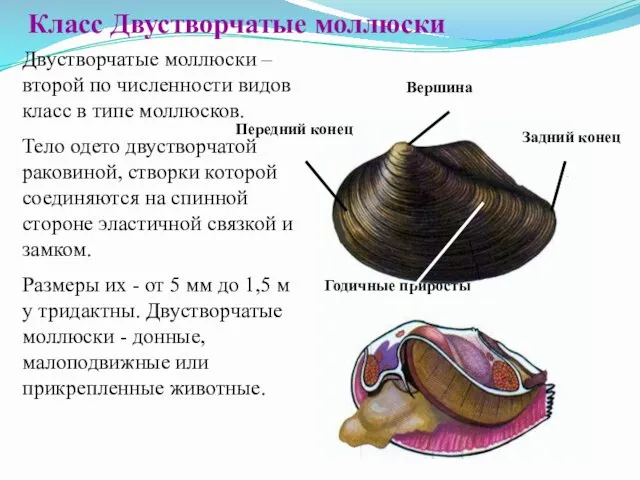 Вершина Задний конец Передний конец Годичные приросты Двустворчатые моллюски –