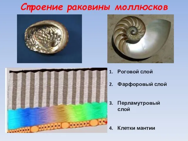 Строение раковины моллюсков Роговой слой Фарфоровый слой Перламутровый слой Клетки мантии