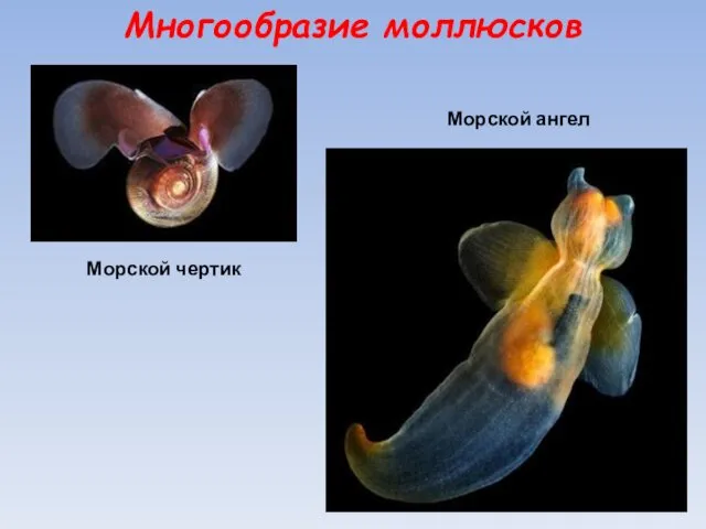 Многообразие моллюсков Морской ангел Морской чертик