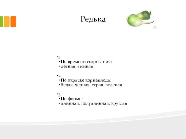 Редька 1 По времени созревания: летняя, зимняя 2 По окраске