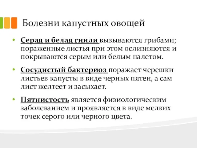 Болезни капустных овощей Серая и белая гнили вызываются грибами; пораженные