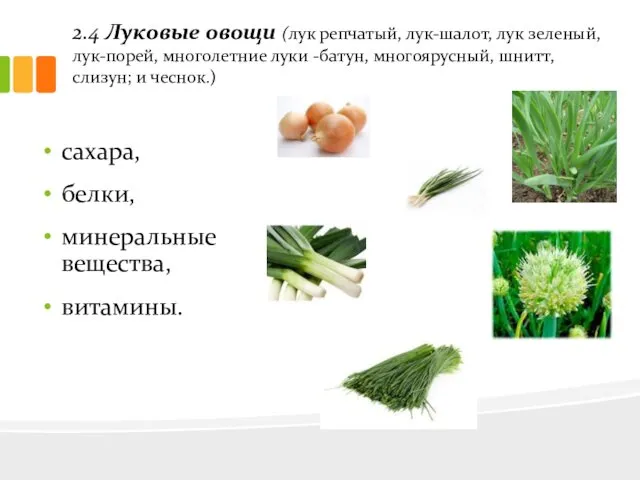 2.4 Луковые овощи (лук репчатый, лук-шалот, лук зеленый, лук-порей, многолетние