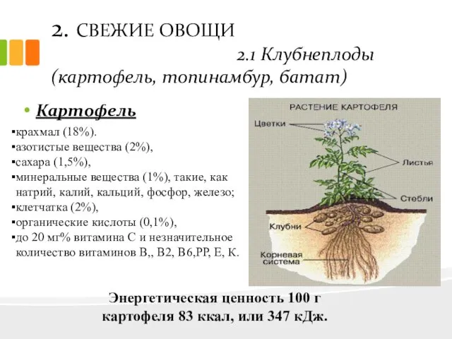 2. СВЕЖИЕ ОВОЩИ 2.1 Клубнеплоды (картофель, топинамбур, батат) Картофель крахмал