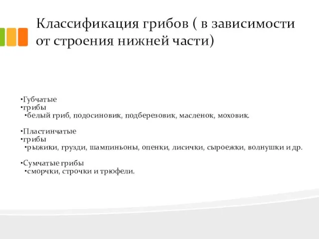 Классификация грибов ( в зависимости от строения нижней части) Губчатые