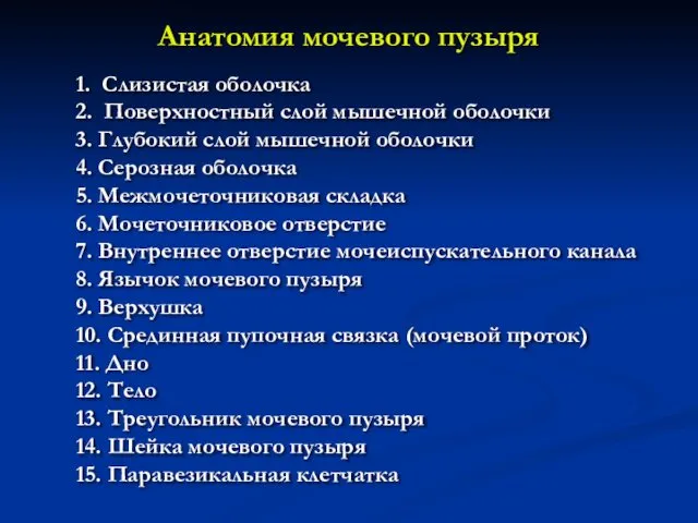 Анатомия мочевого пузыря 1. Слизистая оболочка 2. Поверхностный слой мышечной