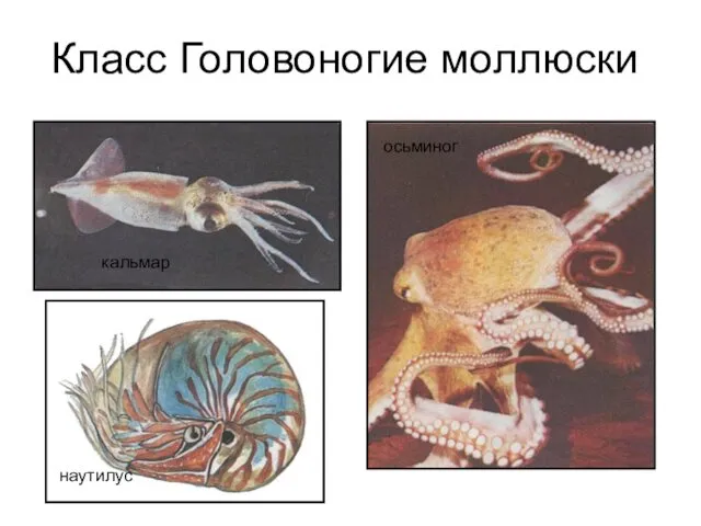 Класс Головоногие моллюски наутилус кальмар осьминог