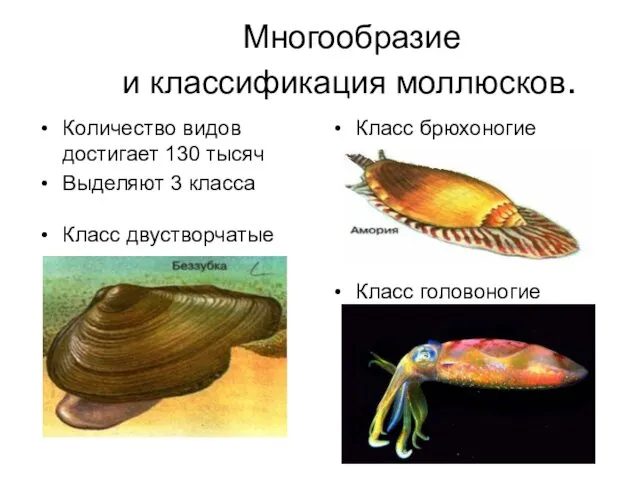 Многообразие и классификация моллюсков. Количество видов достигает 130 тысяч Выделяют 3 класса Класс