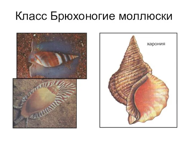 Класс Брюхоногие моллюски харония