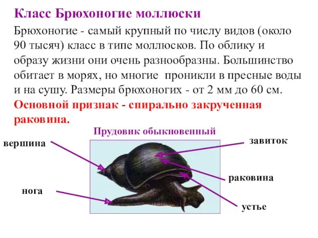 Класс Брюхоногие моллюски Брюхоногие - самый крупный по числу видов (около 90 тысяч)