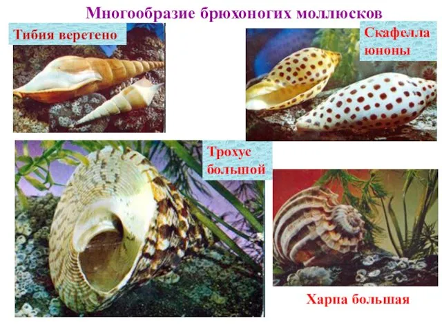 Многообразие брюхоногих моллюсков