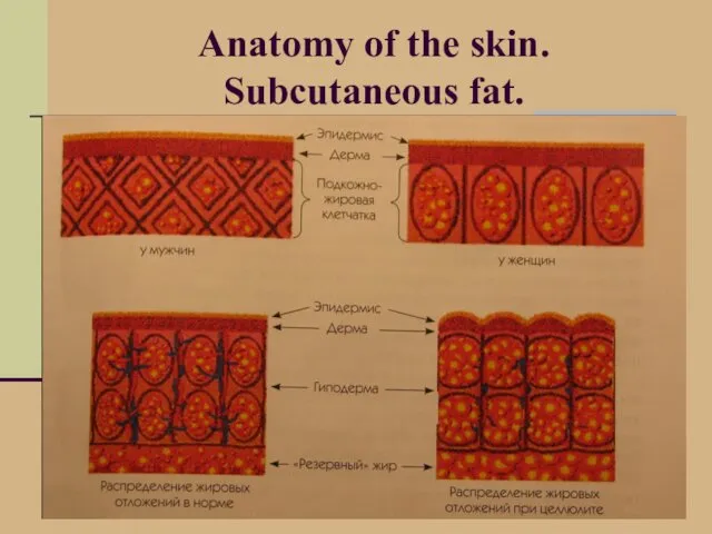 Anatomy of the skin. Subcutaneous fat.
