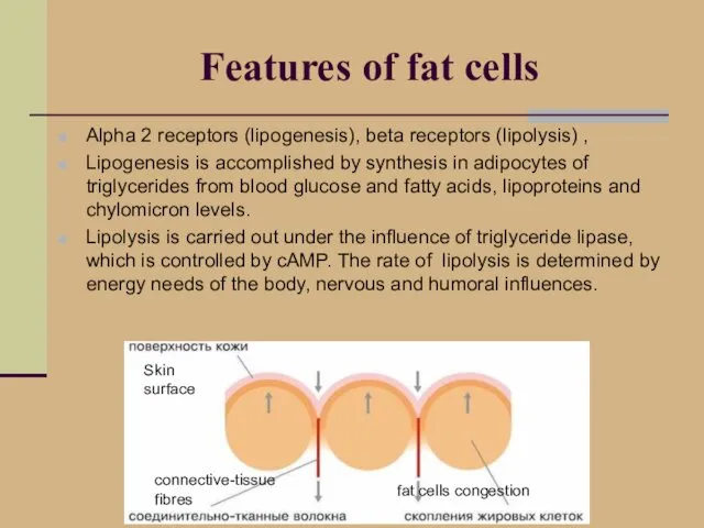 Alpha 2 receptors (lipogenesis), beta receptors (lipolysis) , Lipogenesis is