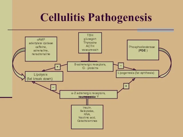 Cellulitis Pathogenesis TSH glucagon Thyroxine ACTH vasopressin B-adrenergic receptors, G