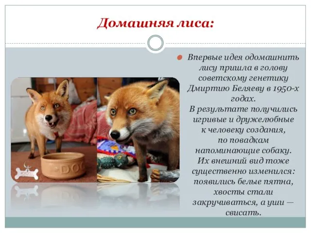 Домашняя лиса: Впервые идея одомашнить лису пришла в голову советскому