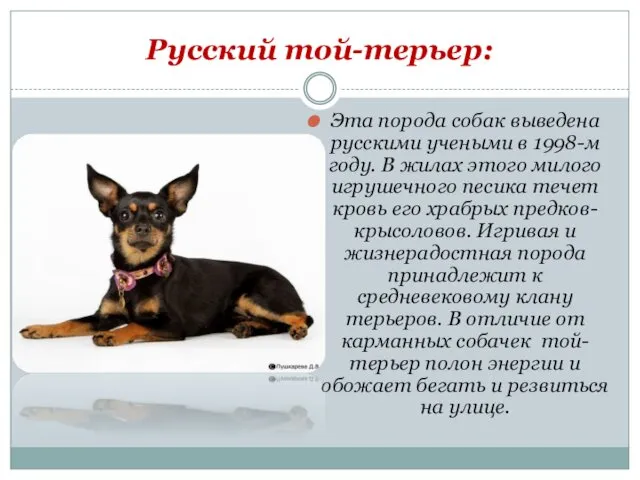 Русский той-терьер: Эта порода собак выведена русскими учеными в 1998-м