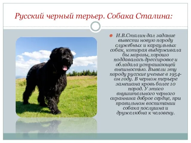 Русский черный терьер. Собака Сталина: И.В.Сталин дал задание вывести новую