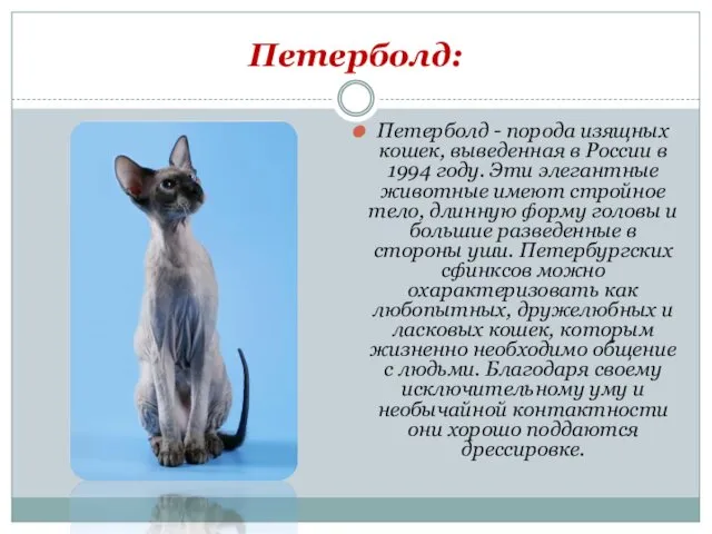 Петерболд: Петерболд - порода изящных кошек, выведенная в России в
