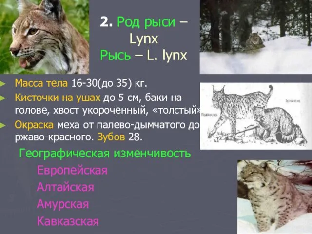 2. Род рыси – Lynx Рысь – L. lynx Масса тела 16-30(до 35)