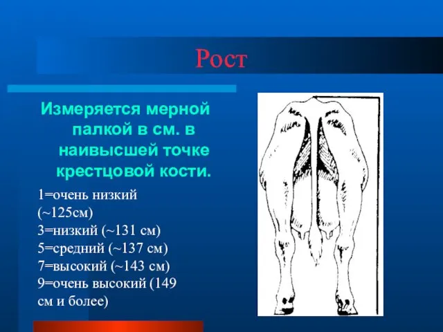 Рост Измеряется мерной палкой в см. в наивысшей точке крестцовой