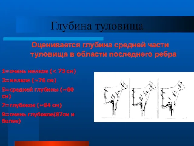 Глубина туловища Оценивается глубина средней части туловища в области последнего