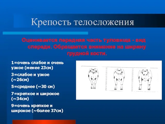 Крепость телосложения Оценивается передняя часть туловища - вид спереди. Обращается