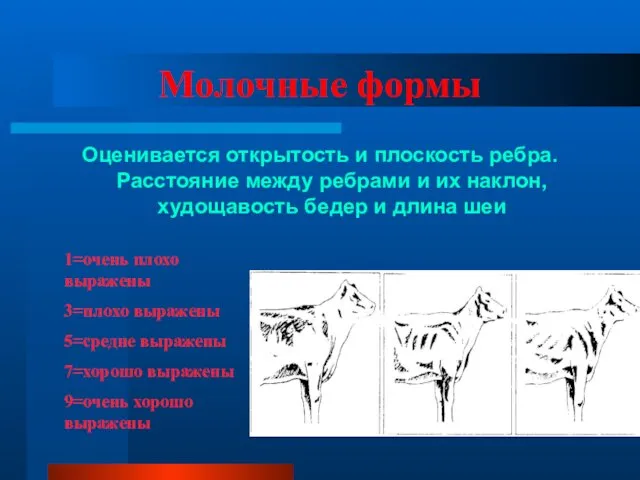 Молочные формы Оценивается открытость и плоскость ребра. Расстояние между ребрами