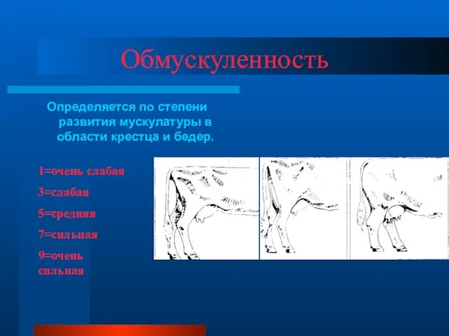 Обмускуленность Определяется по степени развития мускулатуры в области крестца и