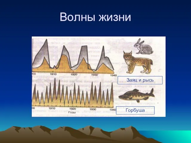 Волны жизни Заяц и рысь Горбуша