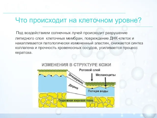 Что происходит на клеточном уровне? Под воздействием солнечных лучей происходит