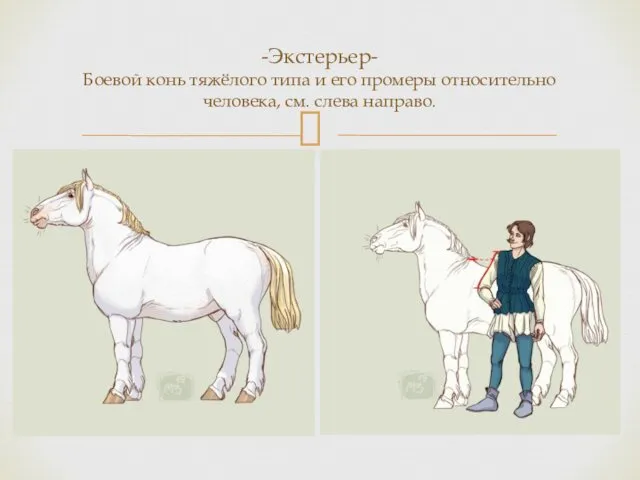 -Экстерьер- Боевой конь тяжёлого типа и его промеры относительно человека, см. слева направо.