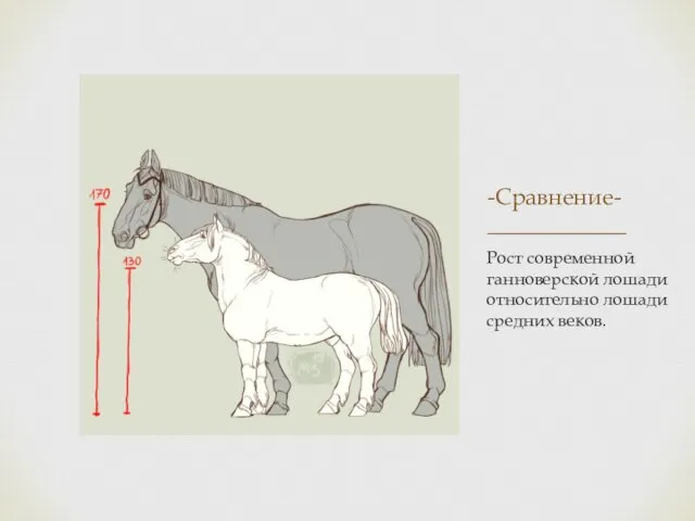 -Сравнение- ____________ Рост современной ганноверской лошади относительно лошади средних веков.