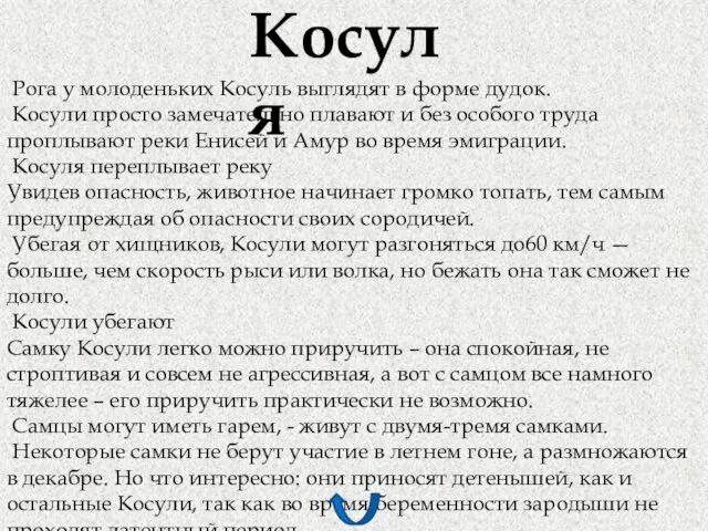 Косуля Рога у молоденьких Косуль выглядят в форме дудок. Косули