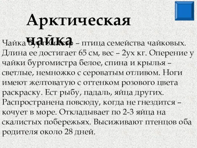 Арктическая чайка Чайка бургомистр – птица семейства чайковых. Длина ее