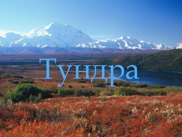 Тундра