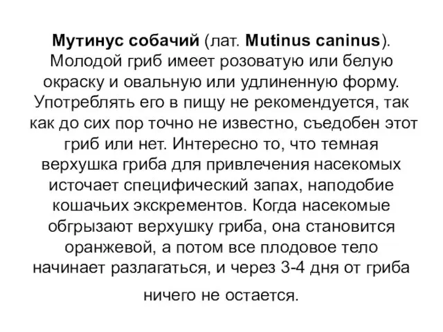 Мутинус собачий (лат. Mutinus caninus). Молодой гриб имеет розоватую или