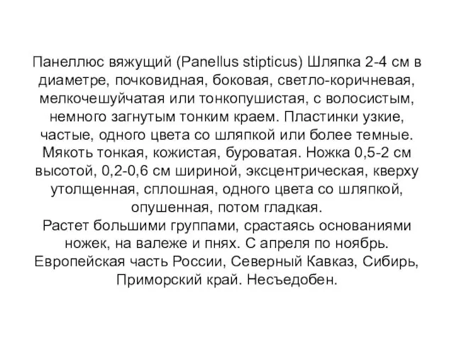 Панеллюс вяжущий (Panellus stipticus) Шляпка 2-4 см в диаметре, почковидная,