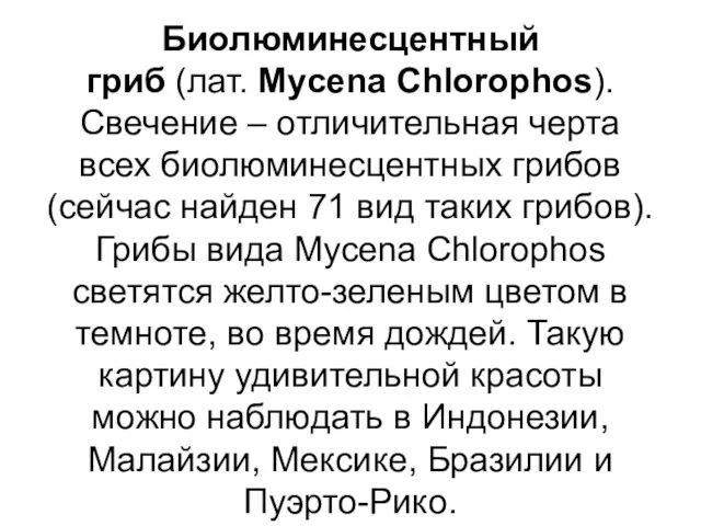 Биолюминесцентный гриб (лат. Mycena Chlorophos). Свечение – отличительная черта всех