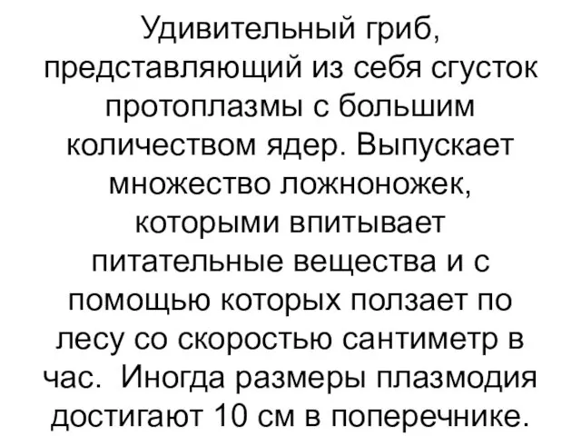 Удивительный гриб, представляющий из себя сгусток протоплазмы с большим количеством