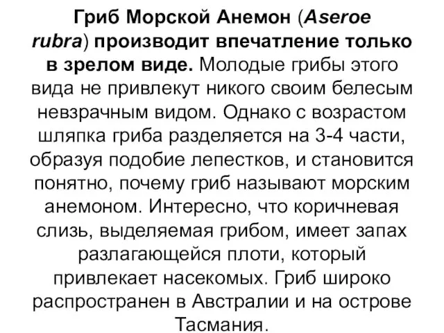 Гриб Морской Анемон (Aseroe rubra) производит впечатление только в зрелом