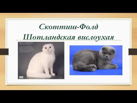 Скоттиш-Фолд Шотландская вислоухая