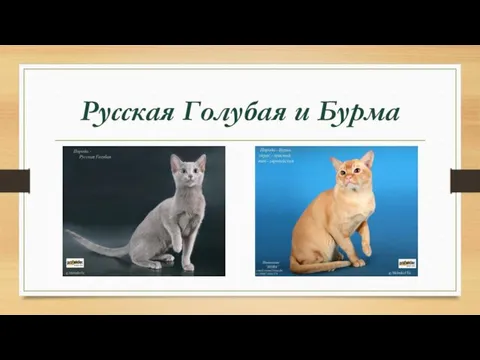 Русская Голубая и Бурма