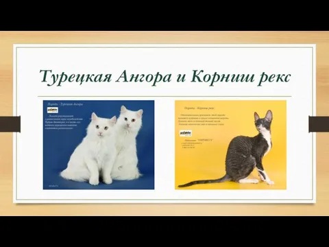 Турецкая Ангора и Корниш рекс