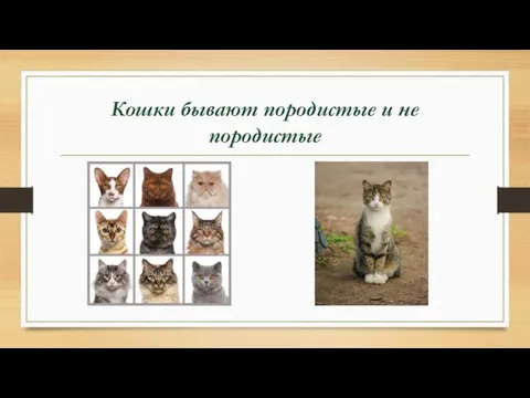 Кошки бывают породистые и не породистые