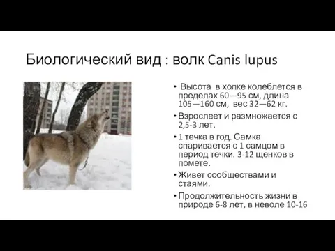 Биологический вид : волк Canis lupus Высота в холке колеблется