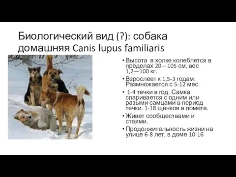 Биологический вид (?): собака домашняя Canis lupus familiaris Высота в