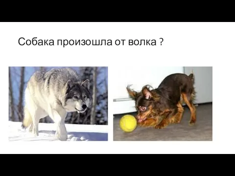 Собака произошла от волка ?