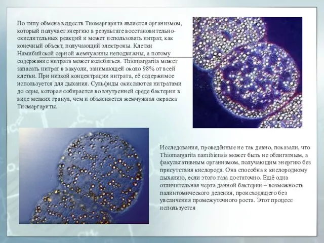 По типу обмена веществ Тиомаргарита является организмом, который получает энергию в результате восстановительно-окислительных