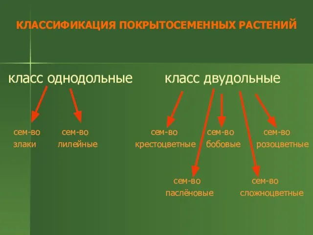 КЛАССИФИКАЦИЯ ПОКРЫТОСЕМЕННЫХ РАСТЕНИЙ класс однодольные класс двудольные сем-во сем-во сем-во